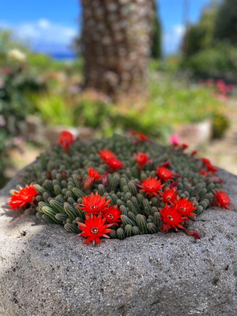 Echinopsis chamaecereus